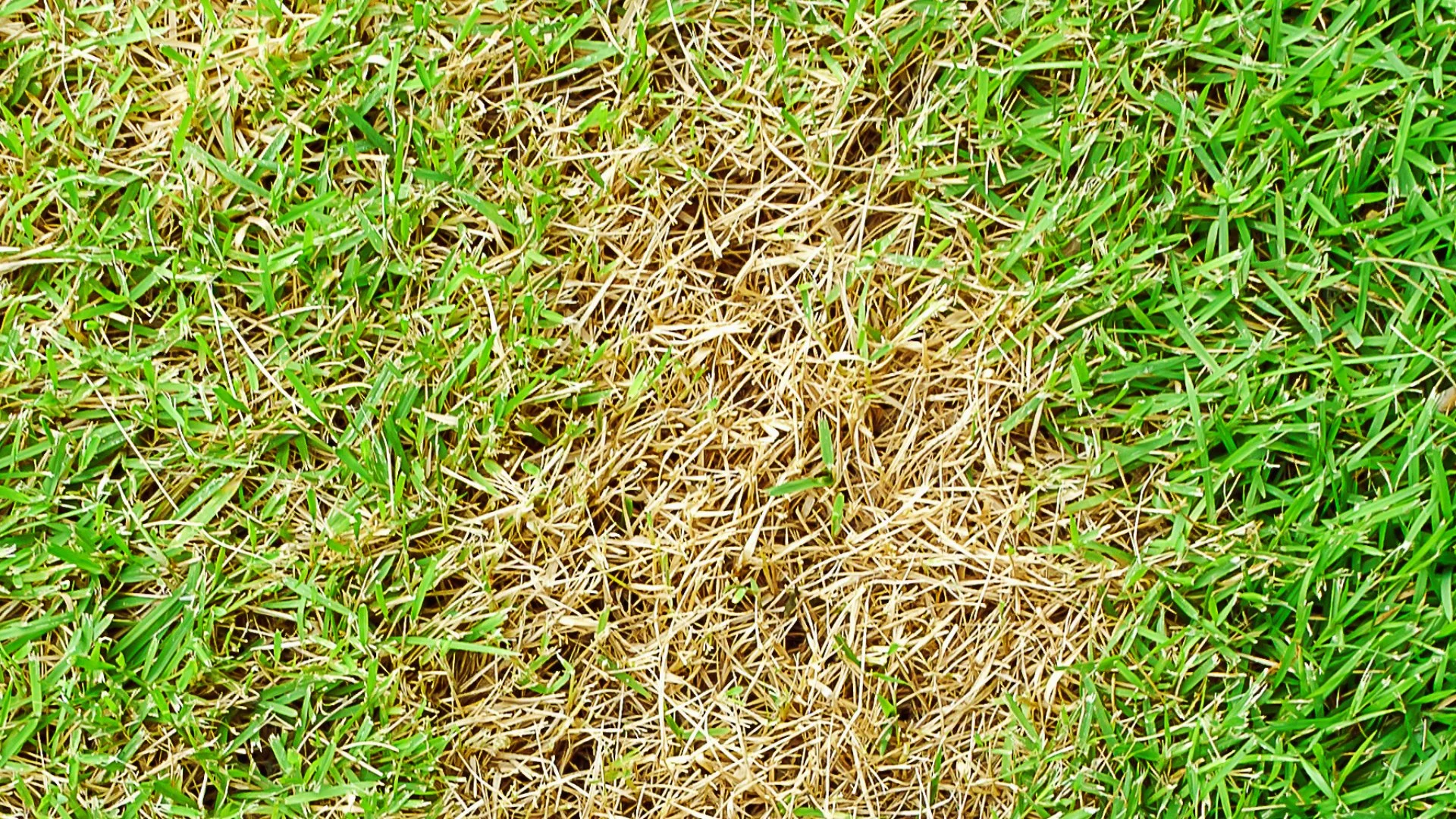 What Lawn Diseases Should You Be Aware of in Texas?