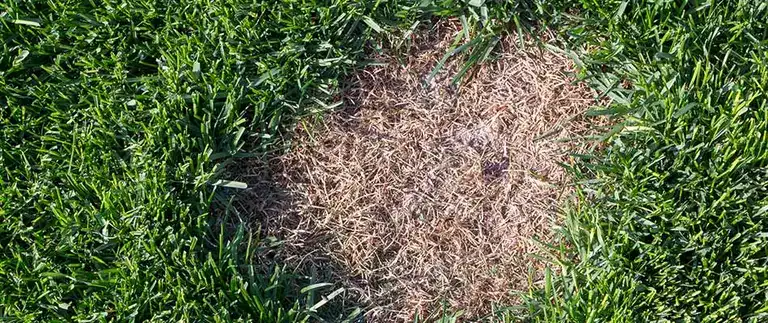 Close view of a brown damaged patch surrounded by healthy green turf on a Fort Worth lawn