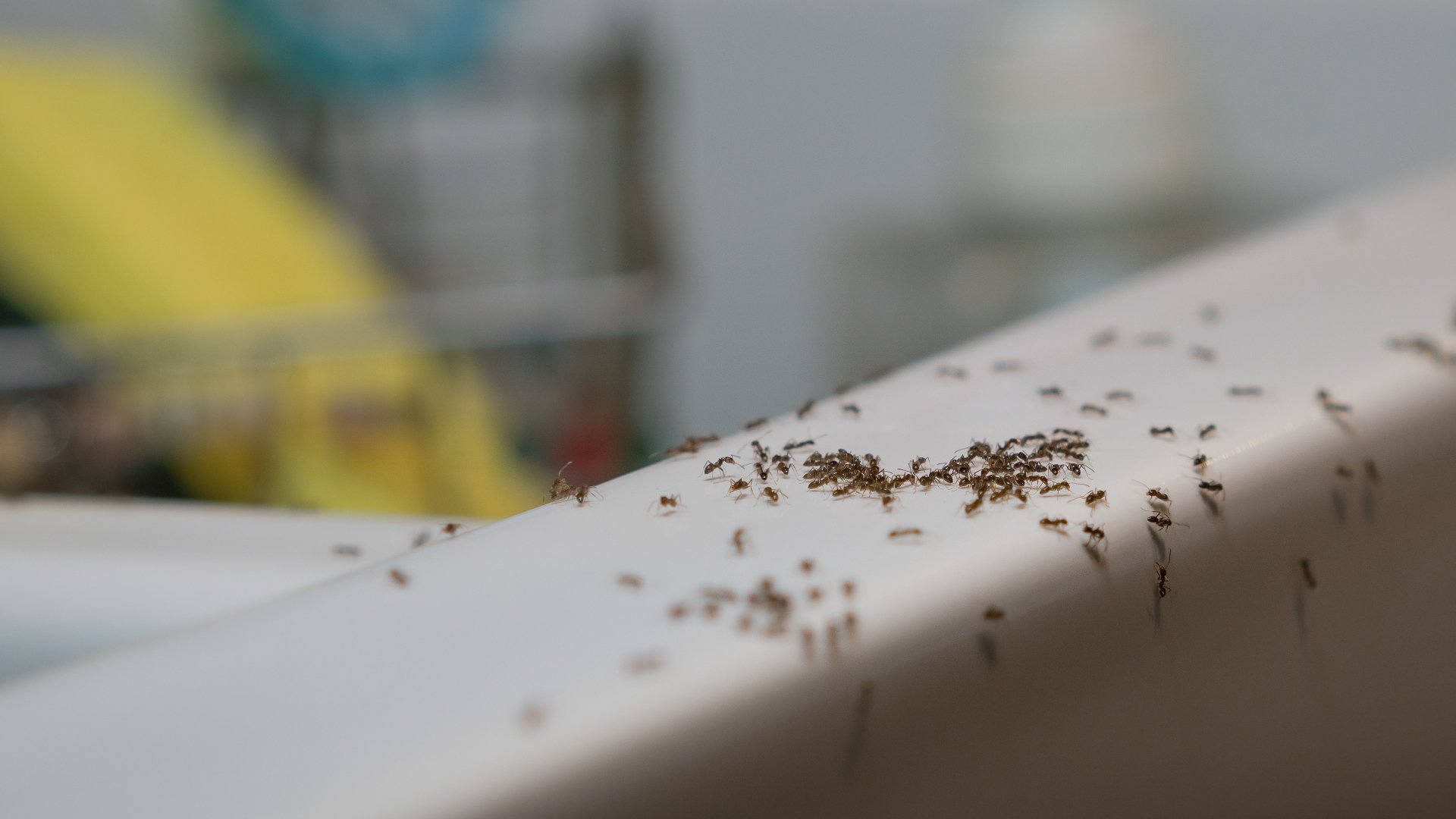 You Don't Need to Apply Chemicals in Your House to Keep Pests From Coming Inside!