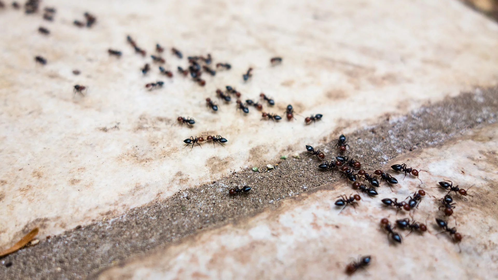 Ants infestation walking along walk way in North Richland Hills, TX.