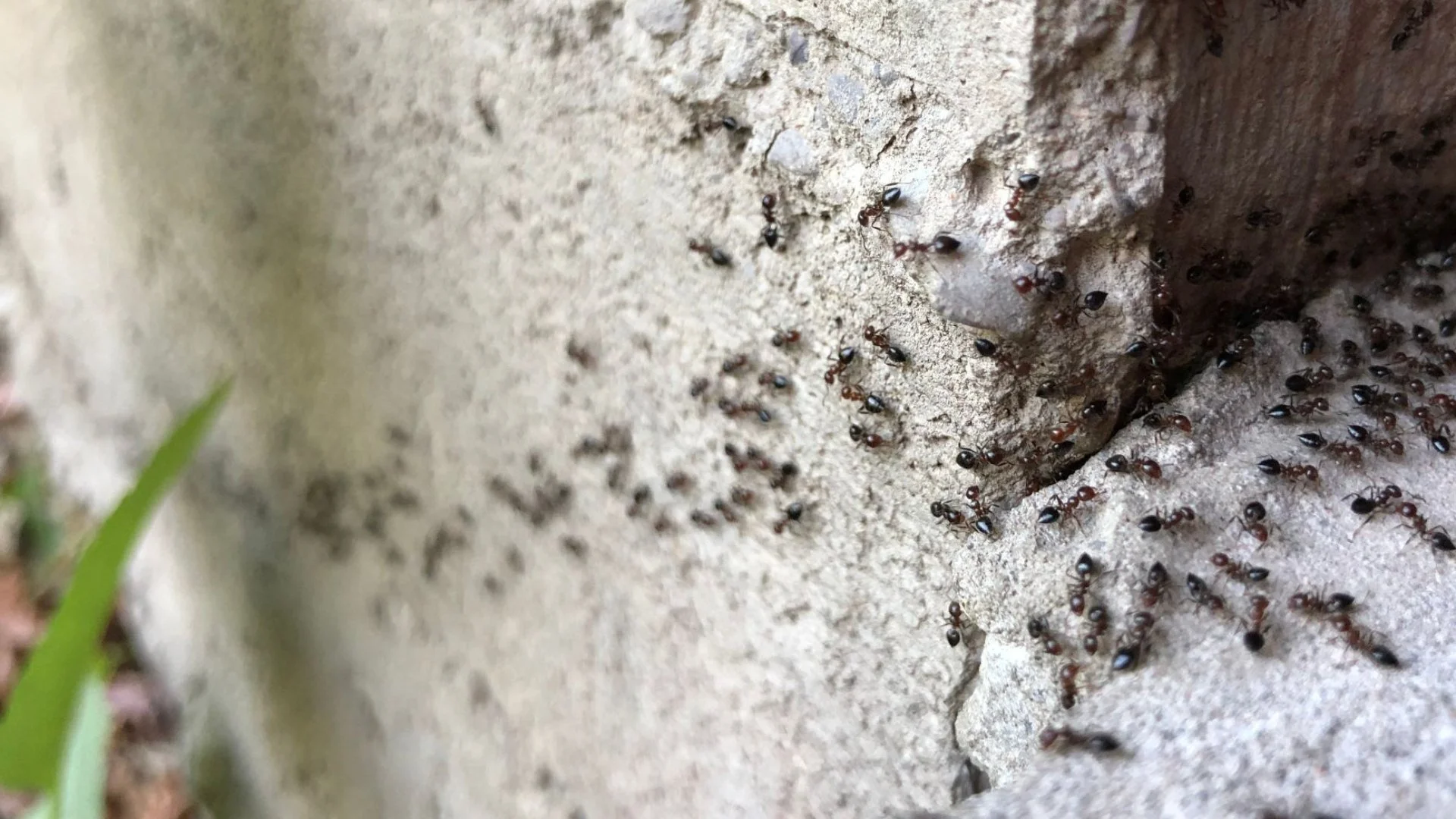 3 Things You Can Do to Keep Pests Out of Your Home or Business in Keller, TX