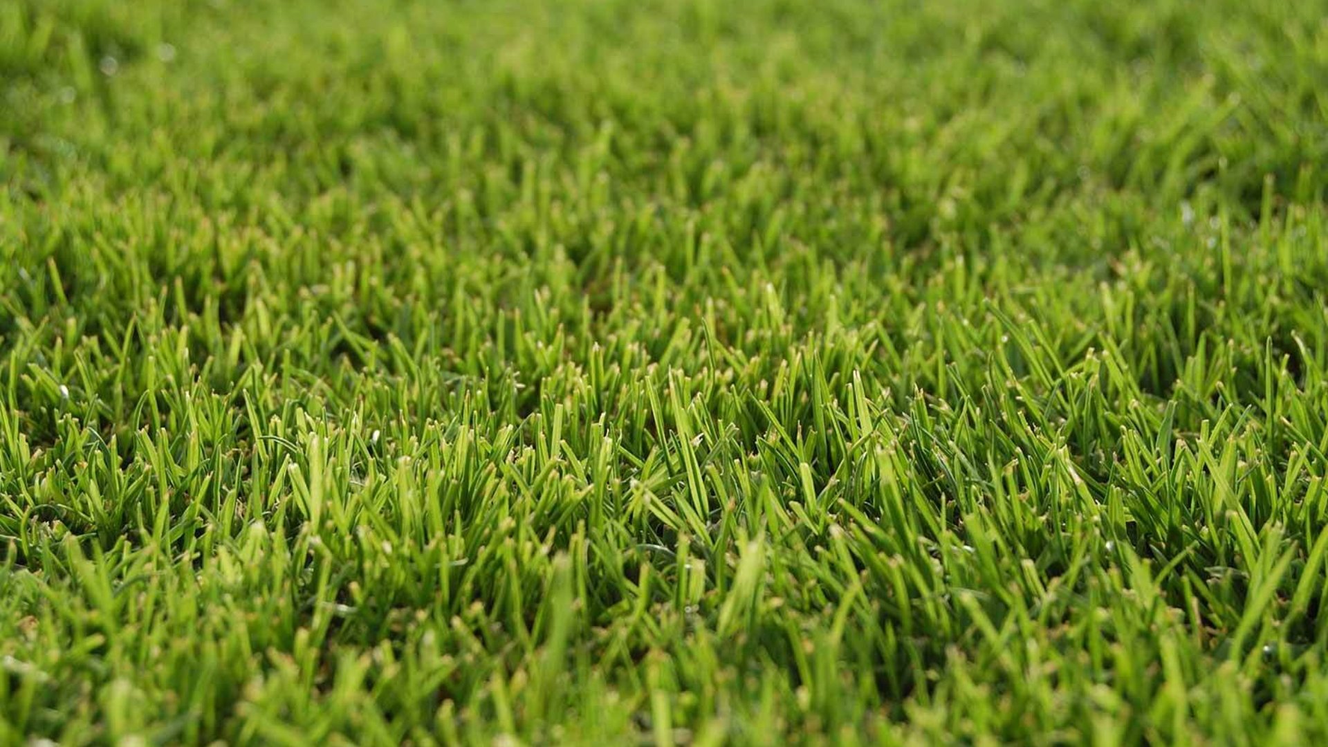 5 Weeds That Commonly Infest Lawns in Keller, TX | Buffalo Outdoor