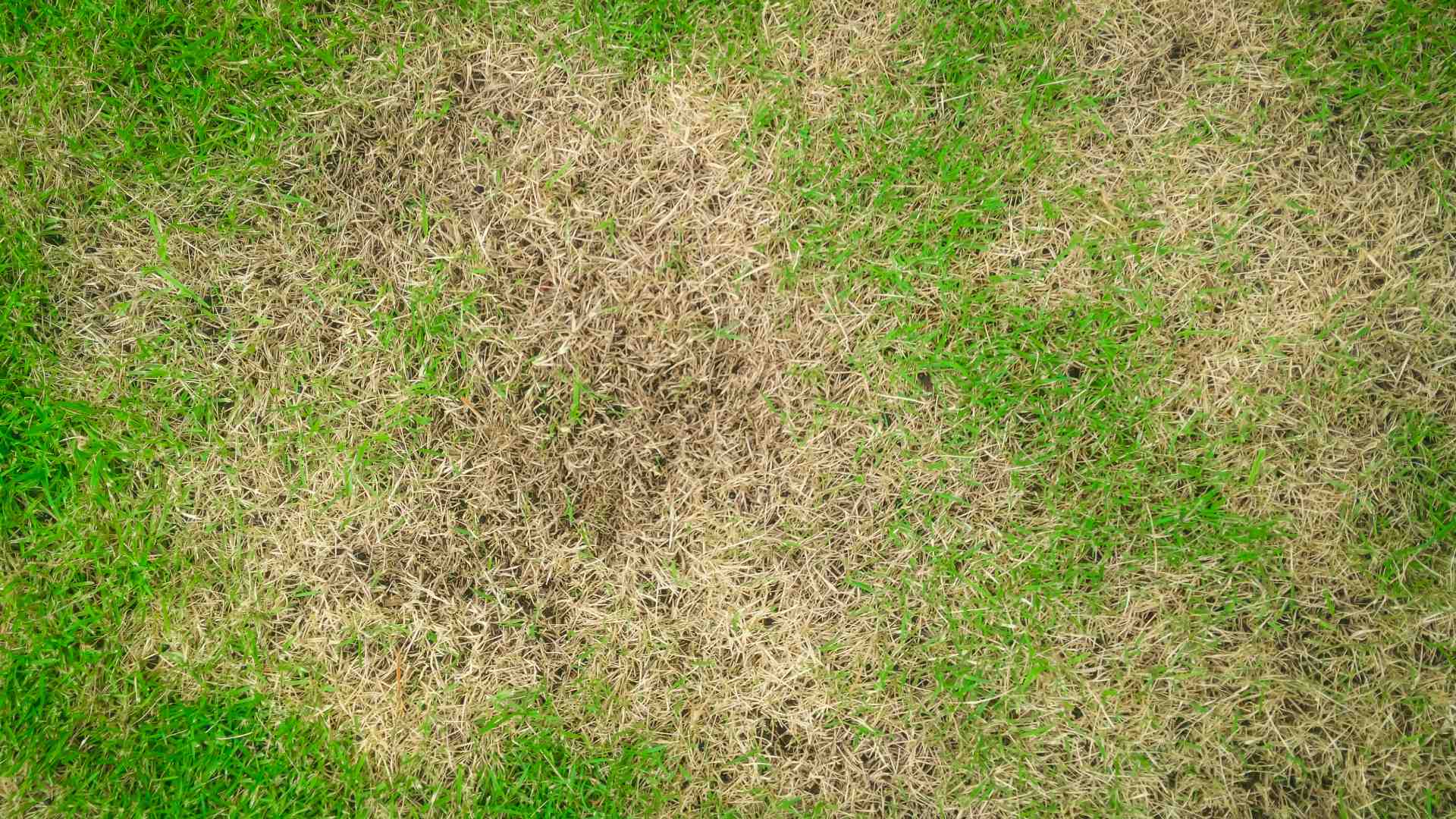 Brown patch lawn disease infected lawn in Watauga, TX.