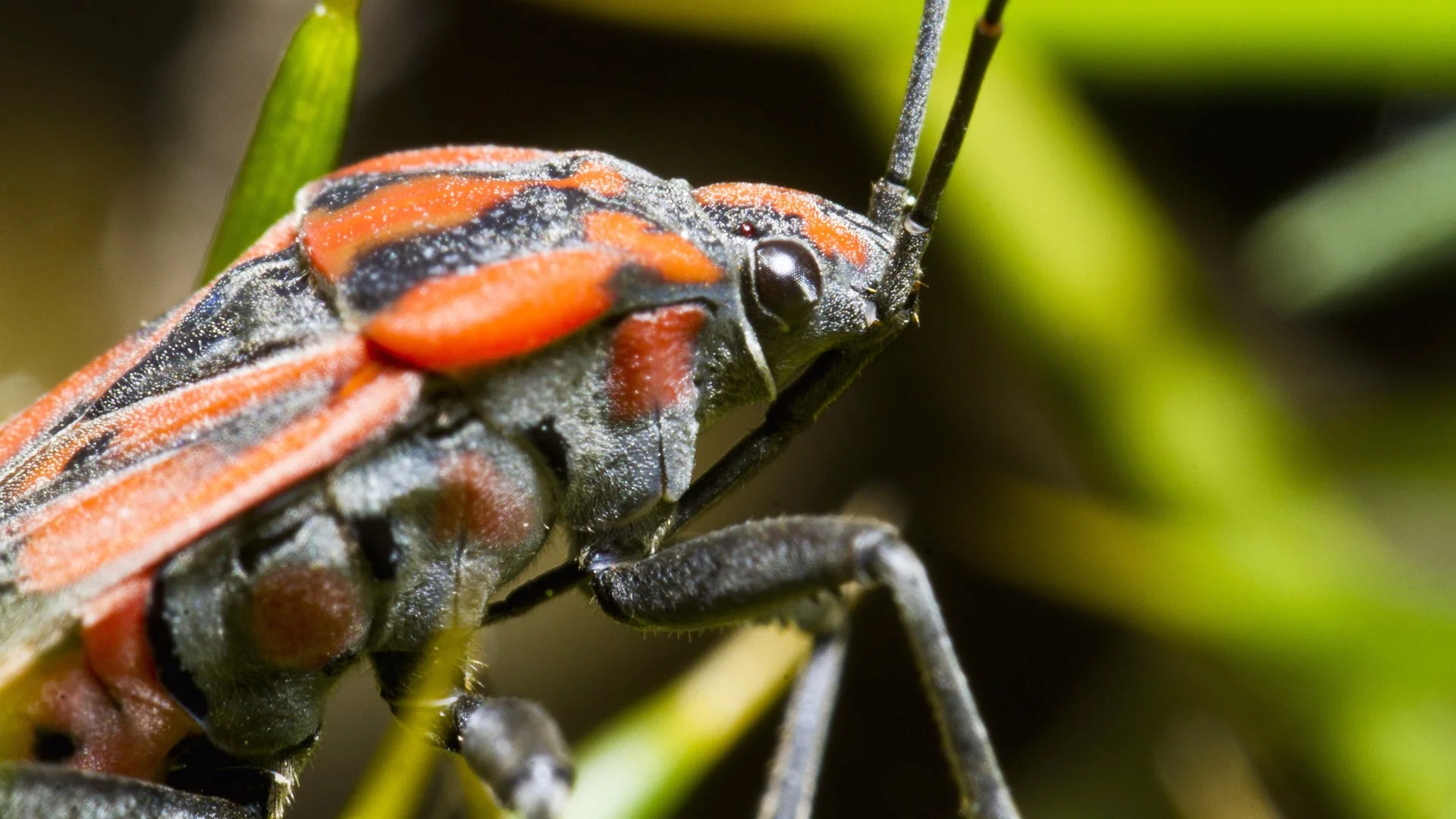 Chinch Bug 101 - What They Are & What You Should Do if They Infest Your Lawn