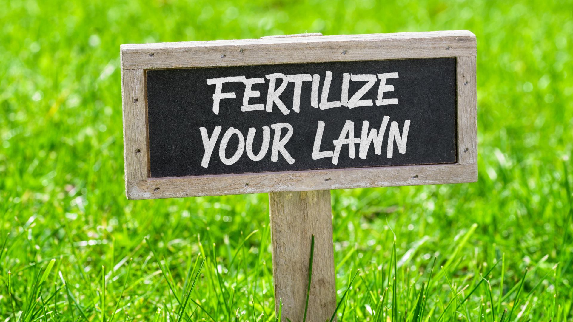 How Often Should You Be Fertilizing Your Lawn in the Texas Summer Heat?
