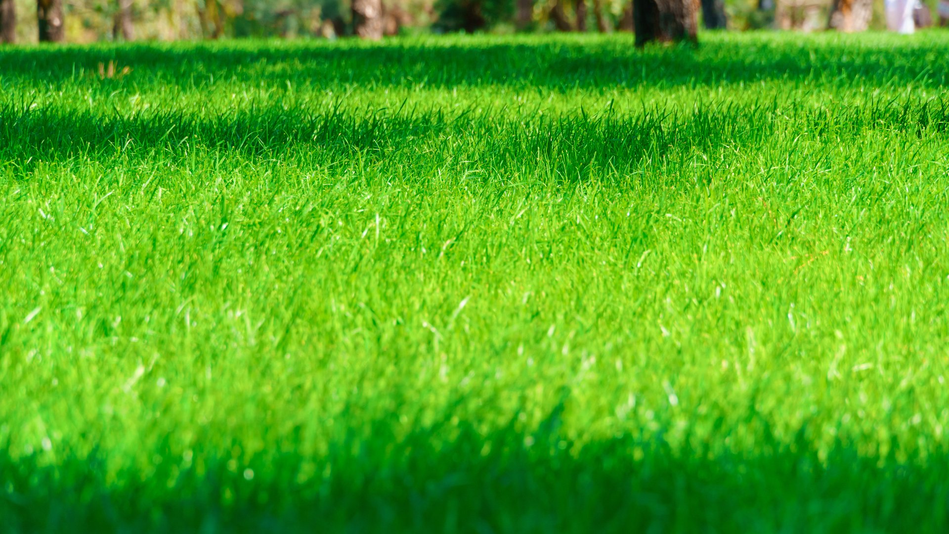What Nutrients Does Your Lawn Need to Grow Healthy & Beautiful?