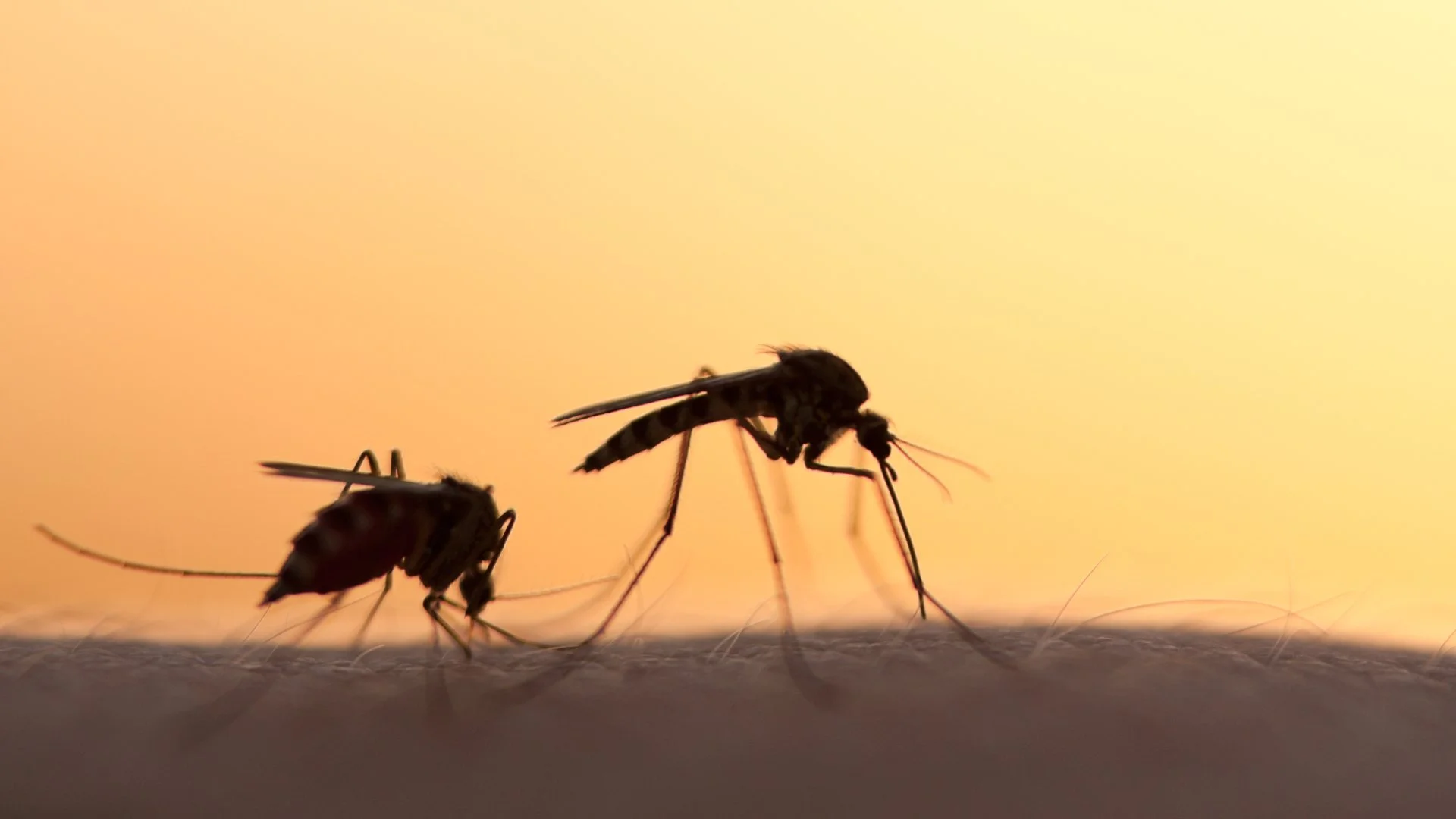 Tips for Reducing the Mosquito Population on Your Property