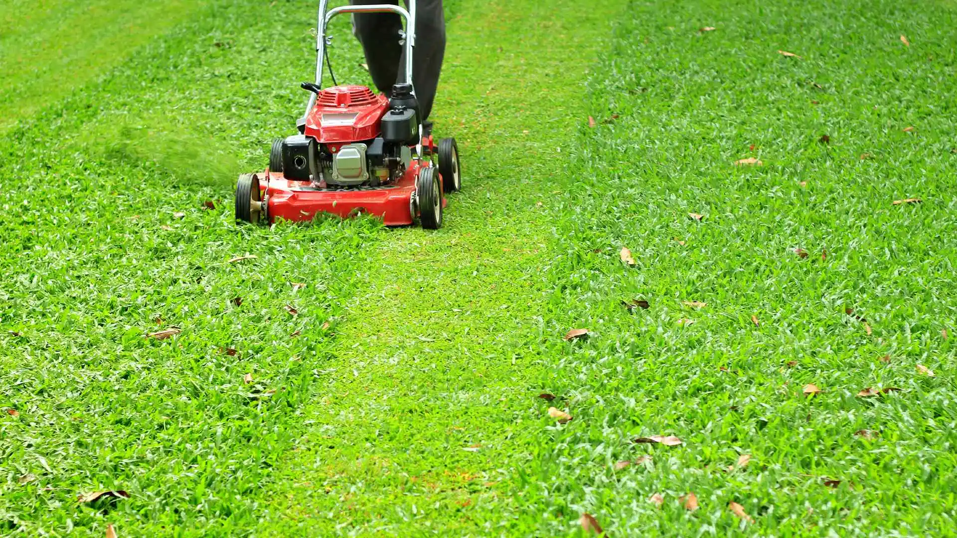 The Big Debate: Is Scalping Good for Your Lawn?