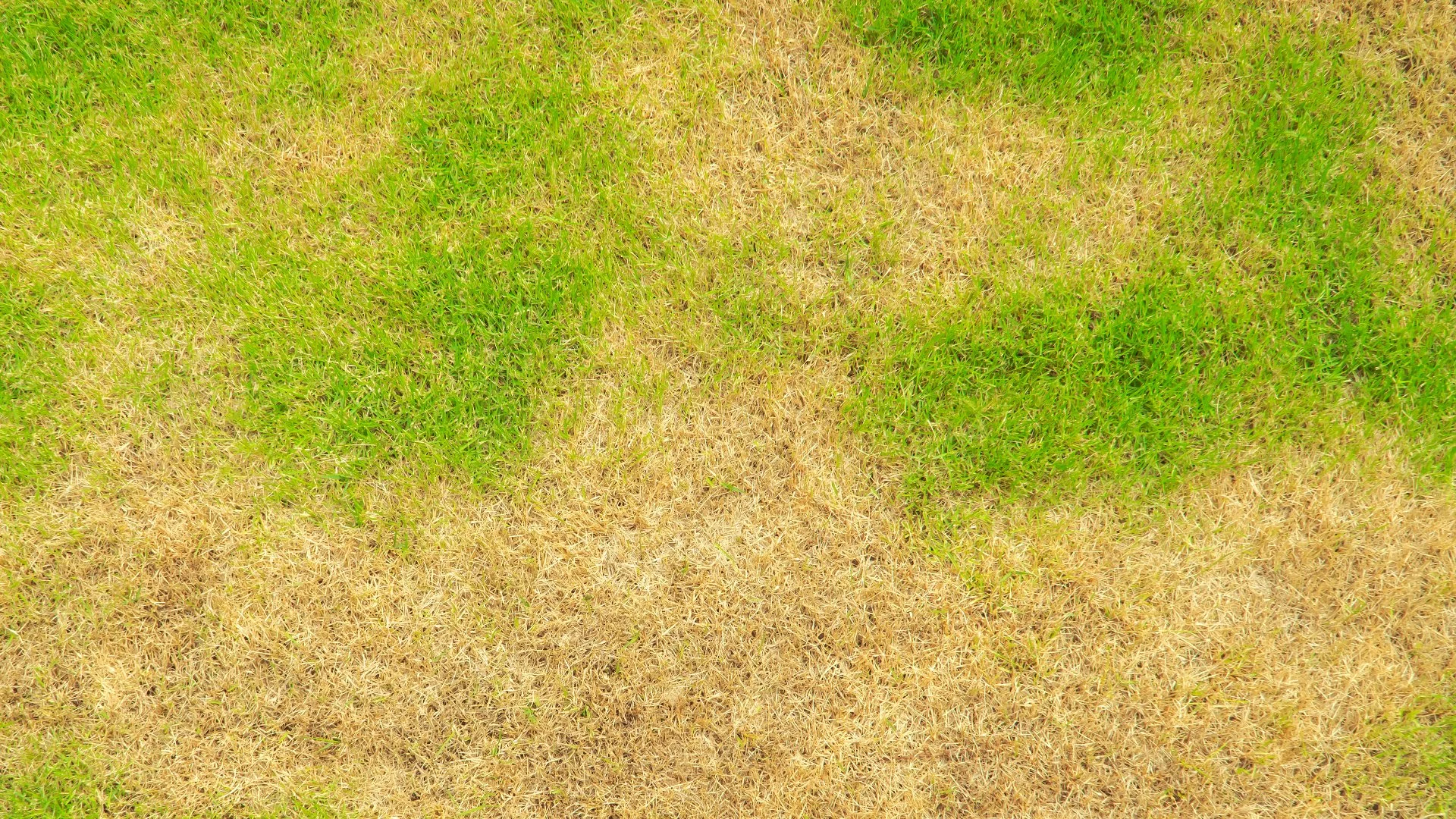 Take-All Root Rot - Everything You Need to Know About This Common Lawn Disease in Texas