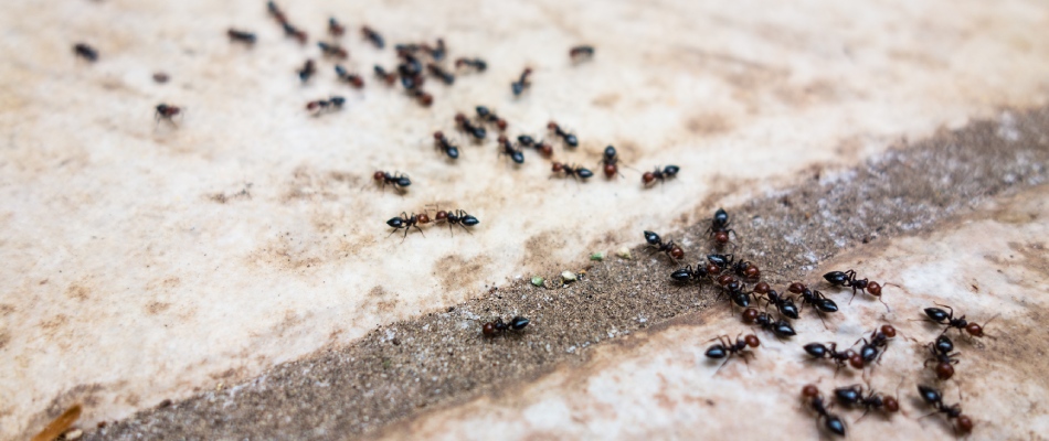 Ant infestation found crawling over walkway of home in Watauga, TX.