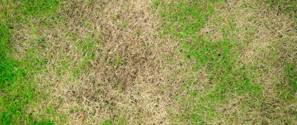Brown patch lawn disease found in client's lawn in North Richland Hills, TX.