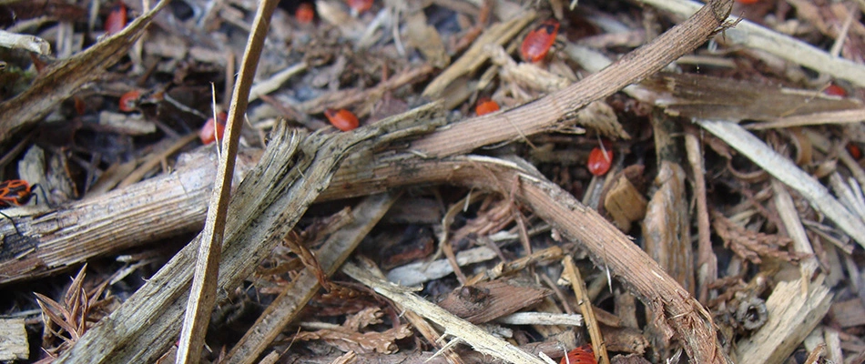 Chinch bug infestation in wooded area in a customer's property in Watauga, TX.