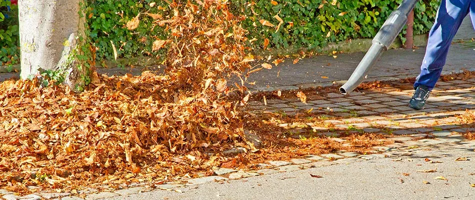 Removing fall leaves from a driveway in White Settlement, TX.