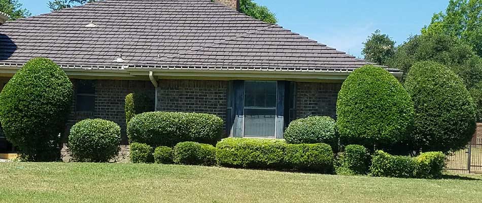 Round, trimmed landscape bushes in front of a home in Saginaw, TX.