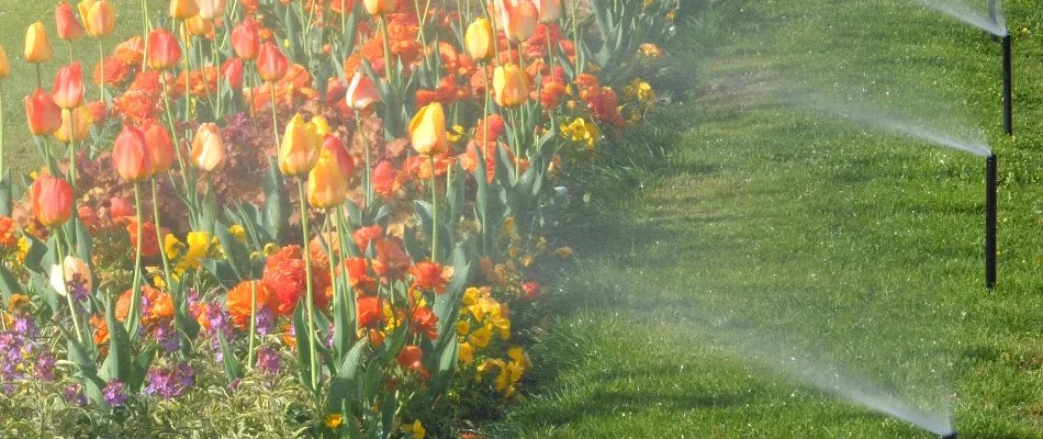 Sprinklers watering tulips in Keller, TX.