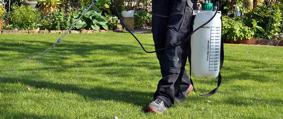 Treating a lawn with effective weed control in Keller, TX.