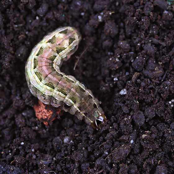 Armyworm control treatments for homes in White Settlement, TX.