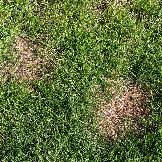 Lawn disease treatments for homes in Lakeside, TX.
